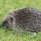 Image for article titled English Town Seeks 'Hedgehog Officer' to Create 'the Most Hedgehog Friendly Town in the UK'
